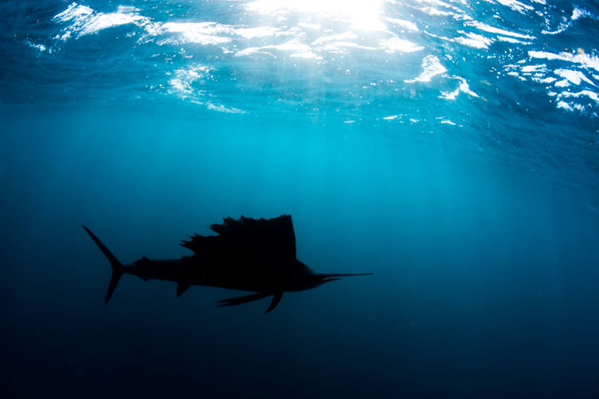 Atlantic sailfish silhouette