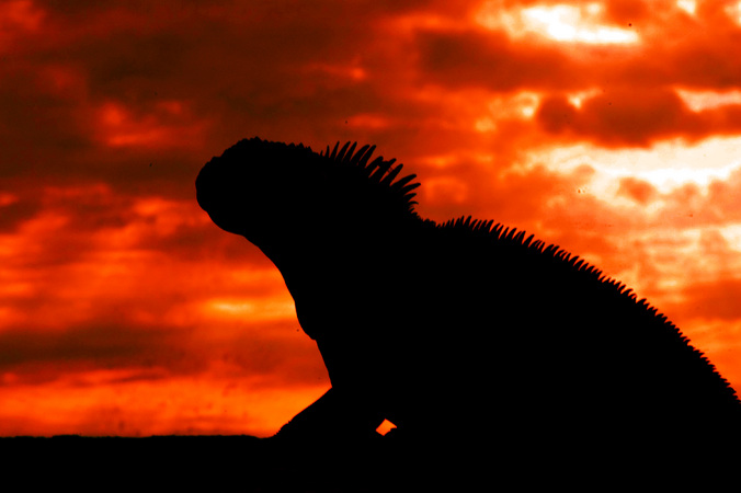 Marine Iguana basks in the sunset in the Galapagos