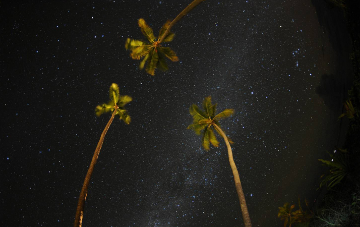 The Milky Way Framed by Palm Trees in Paradise