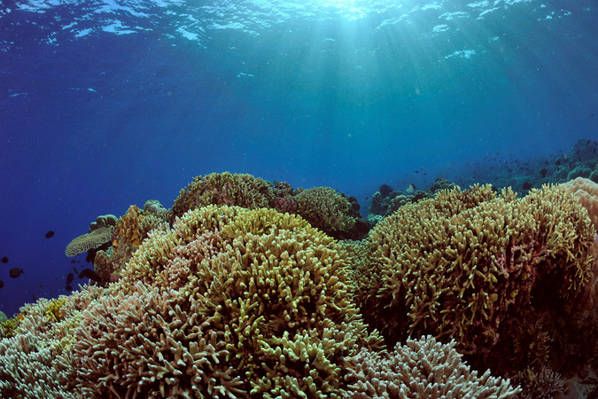 Coral reef and sun rays