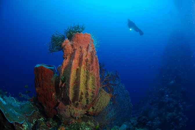 Diver descending on a deep reef
