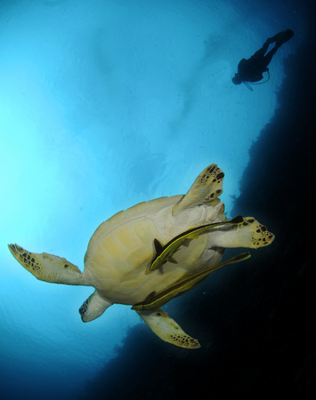 Turtle, Ramora  & Diver