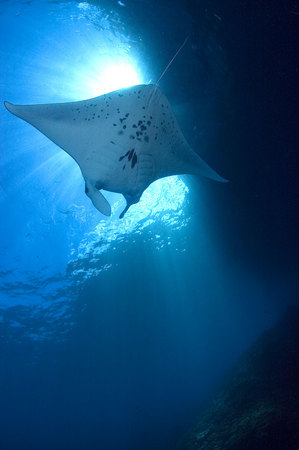 Large manta ray soaring in the blue