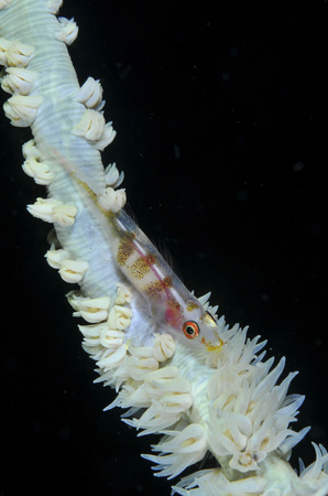 Goby on wire coral