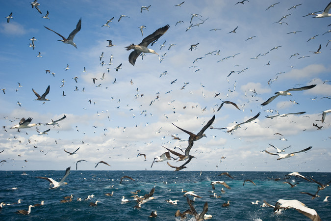 Cape Gannets in South Africa